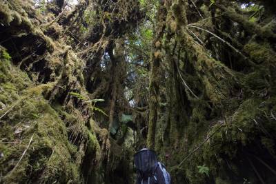 figure dwarfed by rainforest tree roots