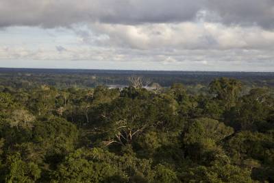 vast rainforest canopy