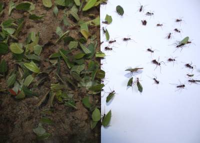 leafcutter ants walk across paper