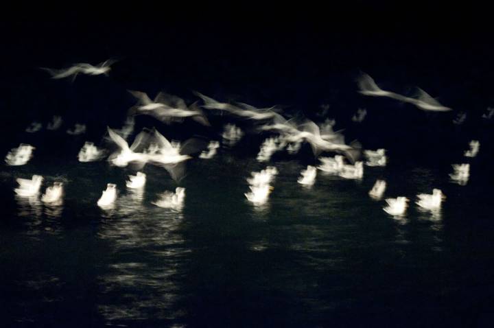 gulls in harbour at night