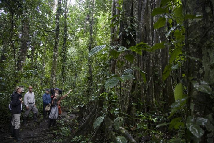figures dwarfed by trees in the Amazon