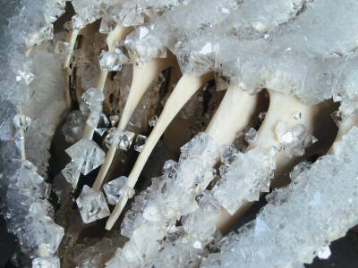 whale bones covered in crystals