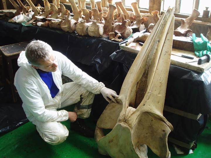 man inspects whale scull