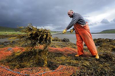 man shovelling seaweed